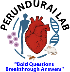 Perundurai Lab Logo