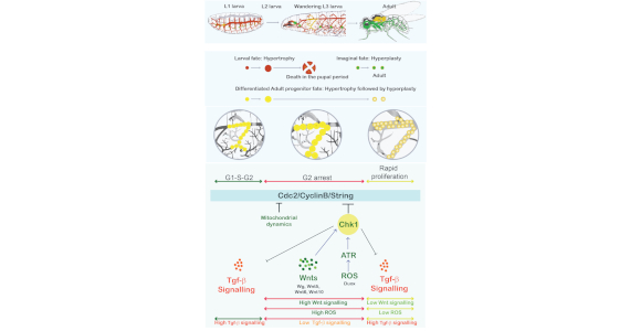 Developmentally programmed epithelial plasticity in the Drosophila respiratory system