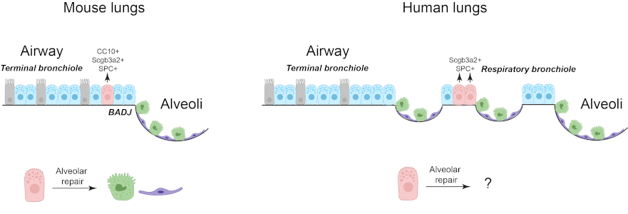 Hybrid epithelial states at the airway–alveolar interface
