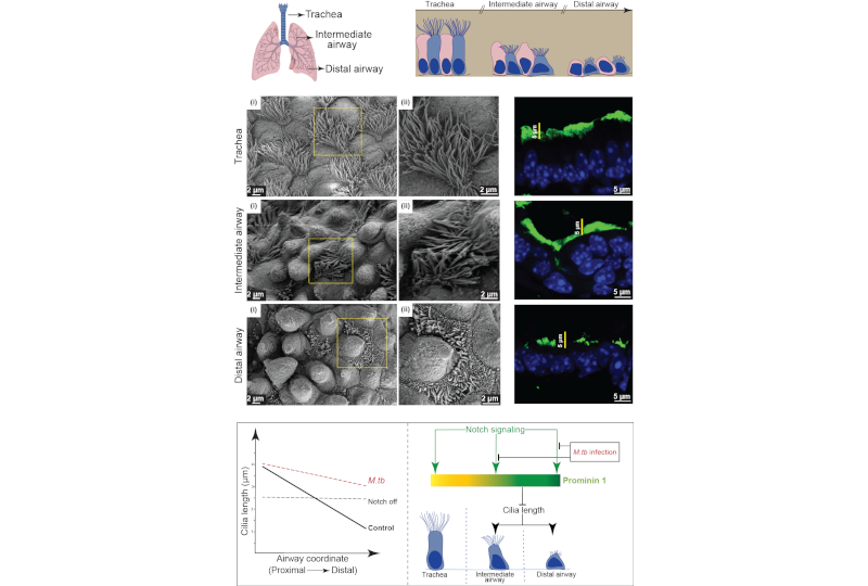 Active control of airway ciliary length