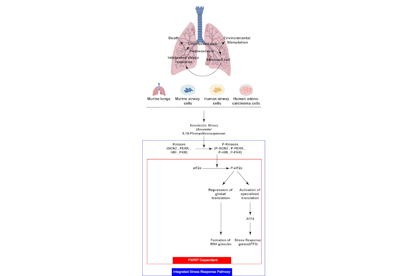 Environmental stress responses and epithelial plasticity in the lung