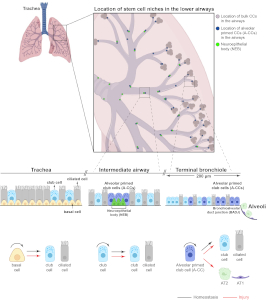 Regional control of airway epithelial plasticity in the lung and its developmental origins